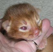 Het kleine poesje begon er gisteren al een heel klein beetje mee