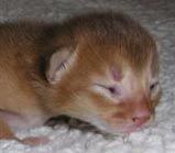 Grote poes is nu de zwaarste van de vijfling