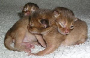 En de drie katertjes. De laatst geborene is het eerste met zijn oogjes