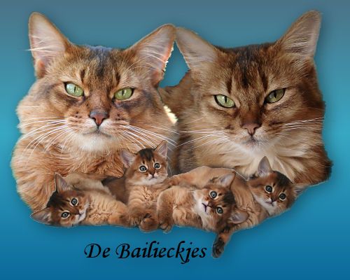 compilatie