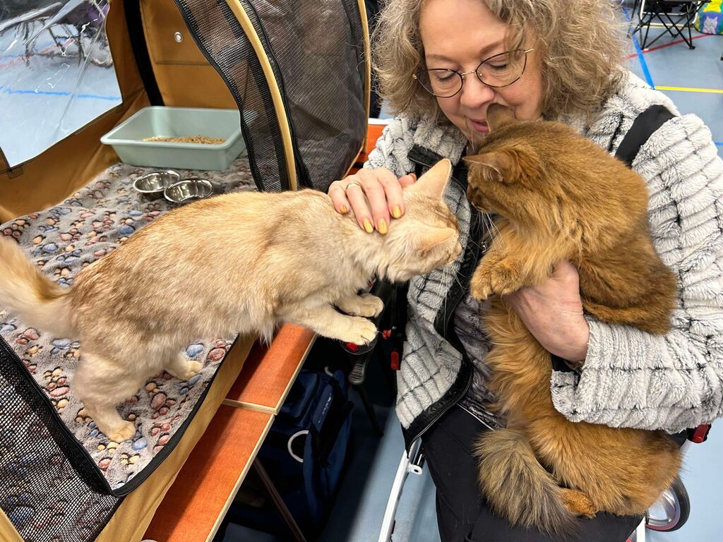 24-11-17 Show Beverwijk suzan met LeeLoo en Sher van Karin.jpg 24-11-17 Show Beverwijk suzan met LeeLoo en Sher van Karin.jpg