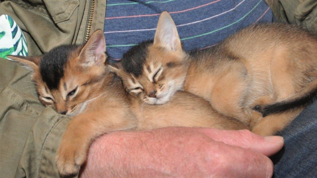 20-09-05 X-nest Twee kittens bij Huibert DSC_0043.jpg