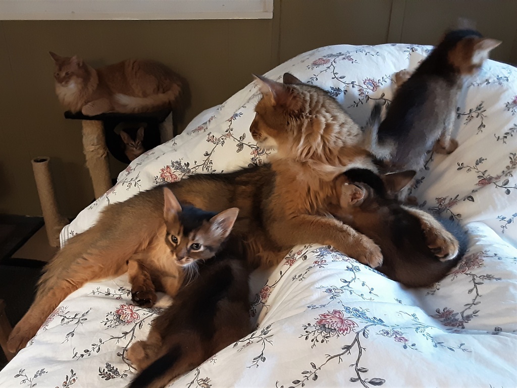 20-09-06 X-nest op bed, met Sher en Bashiir_113542.jpg