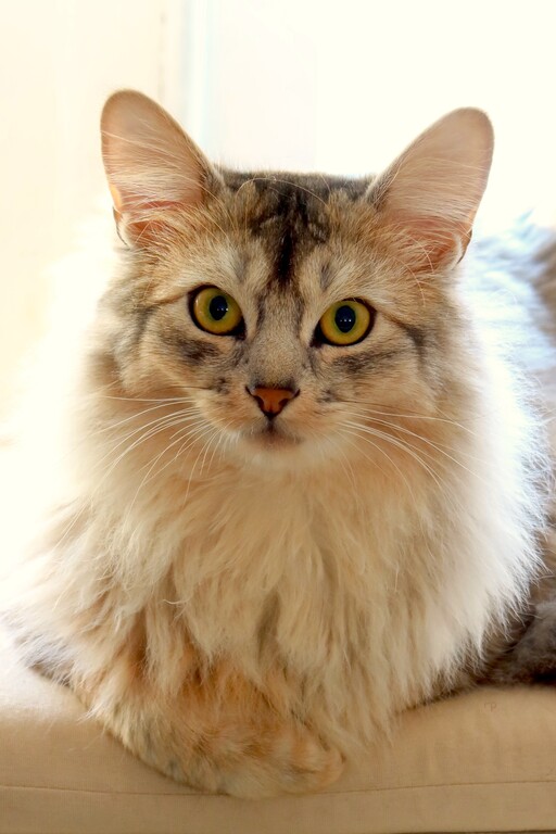 26-04-16 Nozem staatsie.jpg 26-04-16 Nozem staatsie.jpg