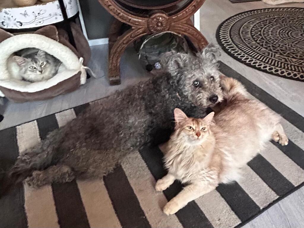 26-04-18 Polly met LeeLoo, Bodiir en het showmandje.jpeg 26-04-18 Polly met LeeLoo, Bodiir en het showmandje.jpeg