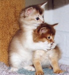 1998 Twee broertjes Yentle en Rosso 151.jpg